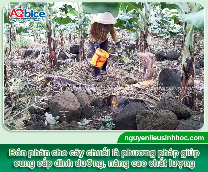 Hướng dẫn cách bón phân cho cây chuối theo từng giai đoạn