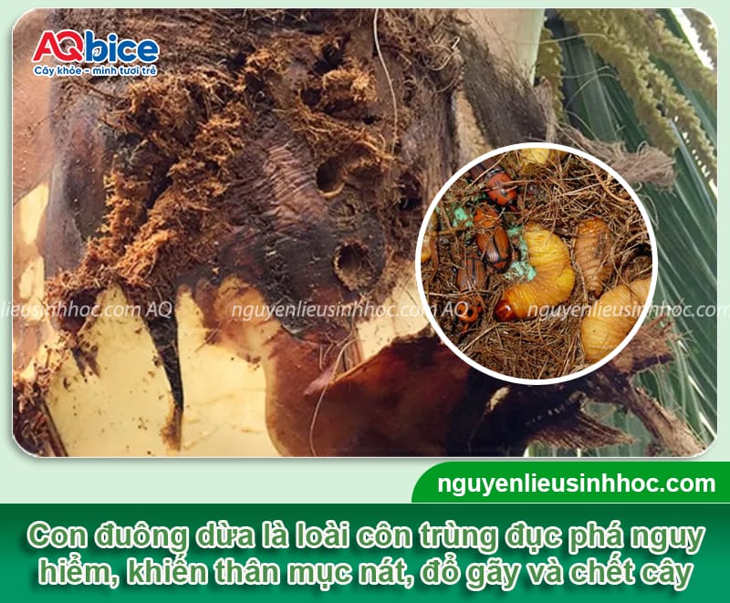 Hướng dẫn cách diệt đuông dừa tận gốc, giúp vườn khỏe mạnh