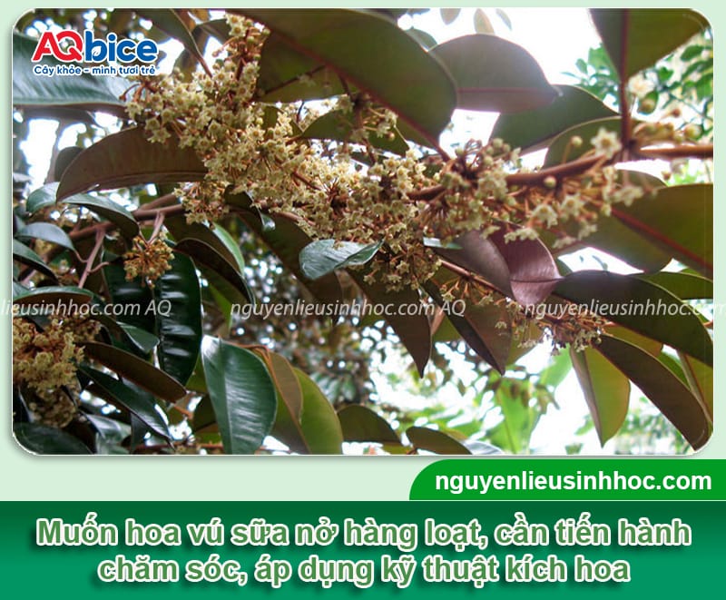 Cách làm cho cây vú sữa ra hoa đúng thời vụ, đậu trái cao