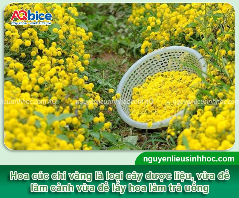 Hướng dẫn cách trồng hoa cúc chi vàng nở đúng dịp Tết 2026