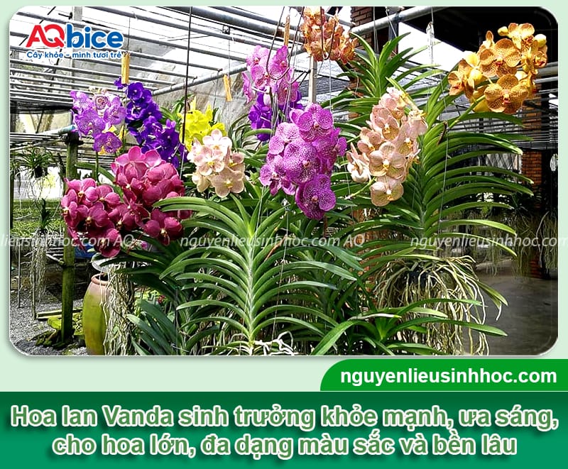 Cách trồng lan Vanda: Bí quyết chăm sóc và ra hoa đẹp