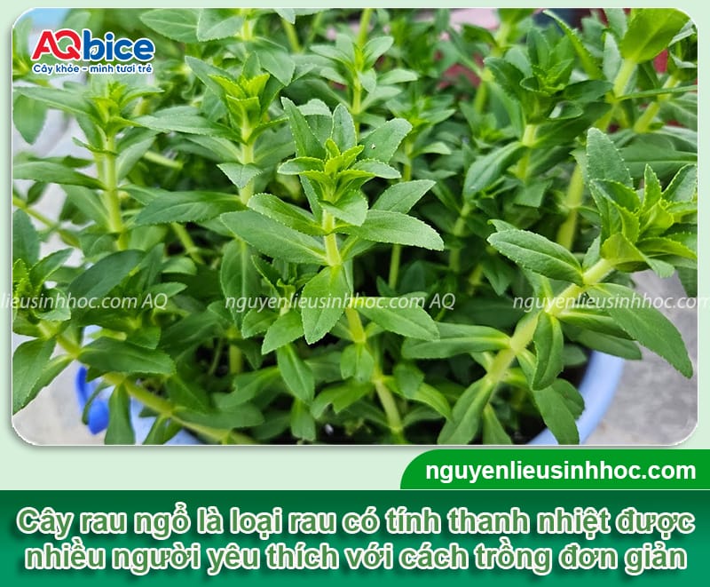 Cách trồng rau ngổ xanh tốt, mập cây, đạt năng suất cao