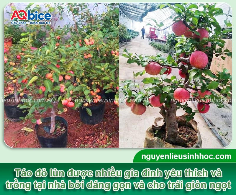 Hướng dẫn cách trồng táo đỏ lùn với tỷ lệ sống cao