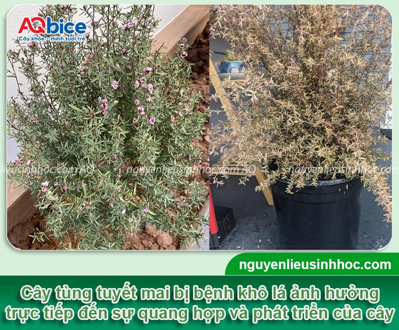 Cây tùng tuyết mai bị khô lá do đâu và cách điều trị an toàn