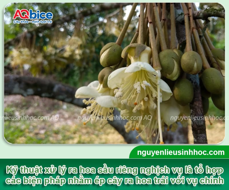 Kỹ thuật xử lý ra hoa sầu riêng nghịch vụ: Hốt bạc trái mùa