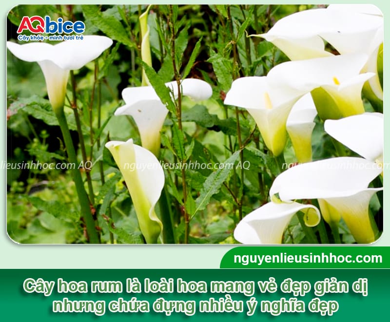 Cây hoa rum là gì? Cách trồng và chăm sóc hoa nở to, đẹp