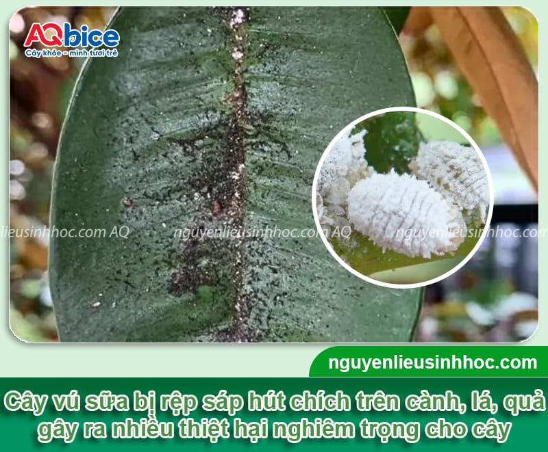 Nhận biết rệp sáp hại vú sữa và cách phòng trừ an toàn