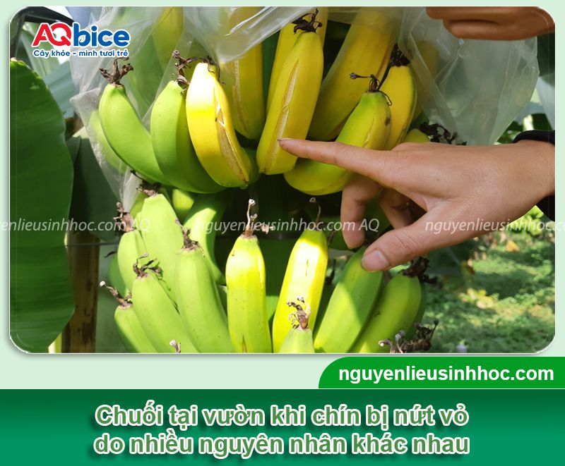 Chuối bị nứt trái: Nguyên nhân, cách khắc phục hiệu quả 2 Chuối bị nứt trái: Nguyên nhân, cách khắc phục hiệu quả