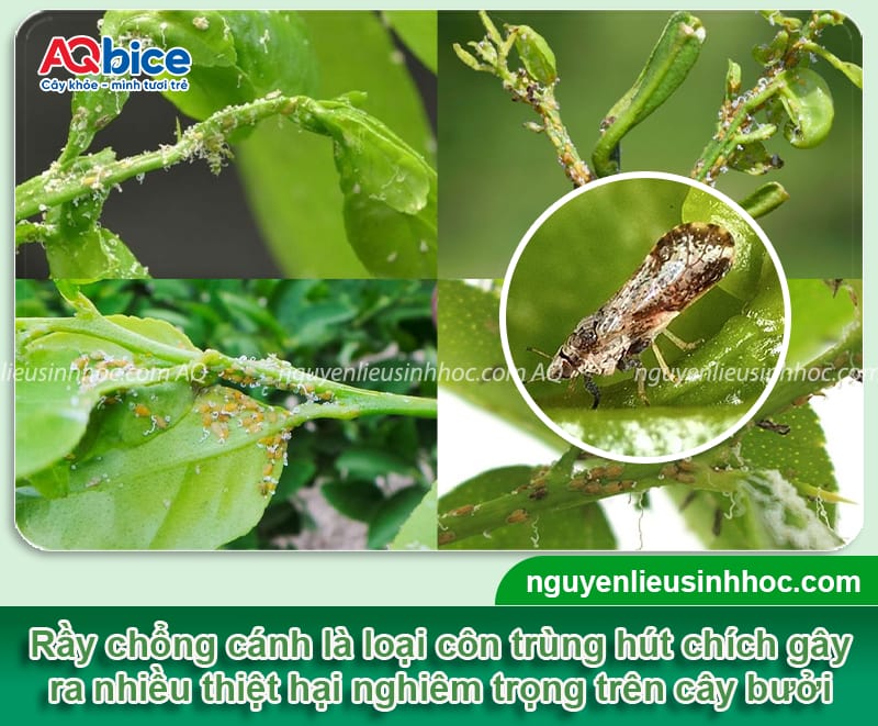 Rầy chổng cánh hại bưởi: Cách nhận biết và phòng trừ an toàn