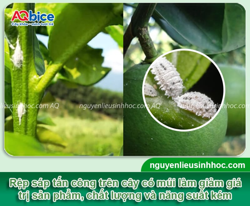 Nhận biết rệp sáp trên cây có múi và cách điều trị an toàn