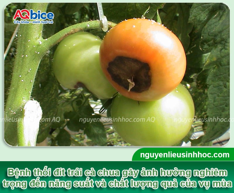 Cà chua bị thối đít trái do đâu và Cách trị dứt điểm