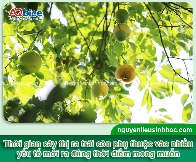 Cây thị trồng bao lâu có trái? Kỹ thuật chăm sóc để ra quả