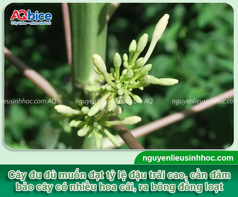 Kỹ thuật kích thích đu đủ ra hoa, đảm bảo tỷ lệ đậu trái cao