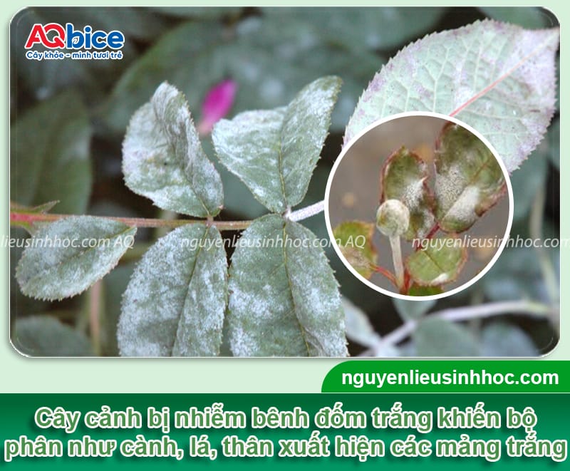 Bệnh đốm trắng trên cây cảnh: Nguyên nhân và cách điều trị