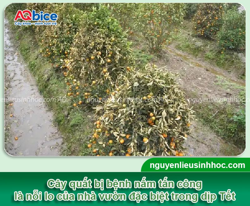 Các bệnh thường gặp ở cây quất: Cách phòng trừ hiệu quả 1 Các bệnh thường gặp ở cây quất: Phòng trị hiệu quả