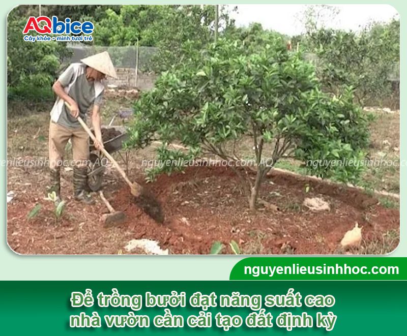 Cách cải tạo đất trồng bưởi đúng kỹ thuật, sạch mầm bệnh