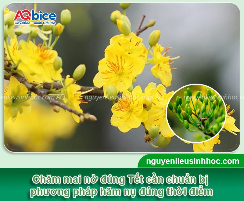 Cách hãm nụ mai nở sớm chuẩn bị cho mùa hoa nở đúng Tết