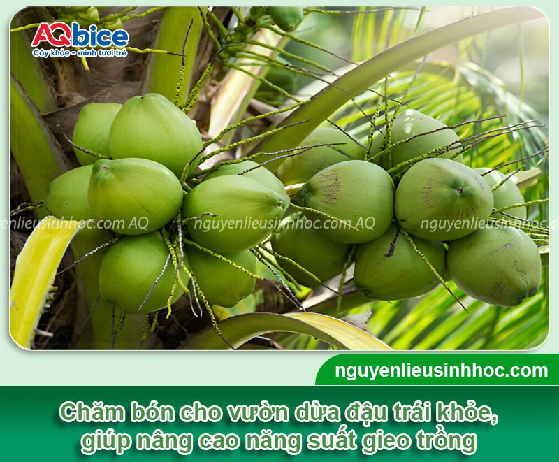 Kích thích dừa ra trái sai trĩu, ngọt nước, đậm vị, chuẩn chất lượng