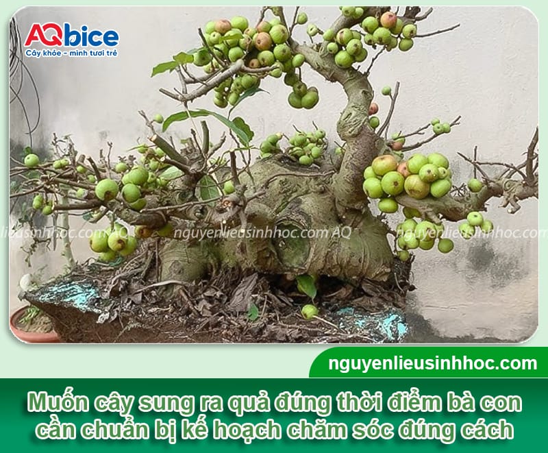 Bí quyết cách làm cây sung ra quả sai, kịp dịp Tết 2026