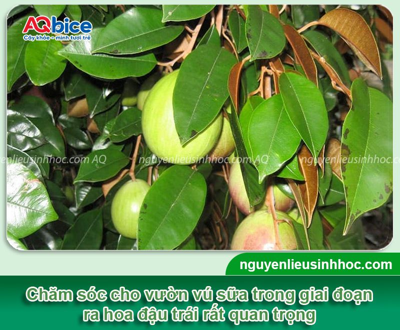 Cách làm cho cây vú sữa ra quả đúng mùa, sai trĩu cành