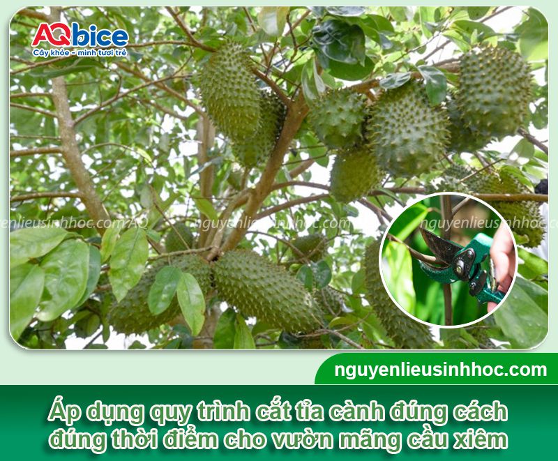 Cách tỉa cành cây mãng cầu xiêm đúng kỹ thuật, kích trái đậu nhiều