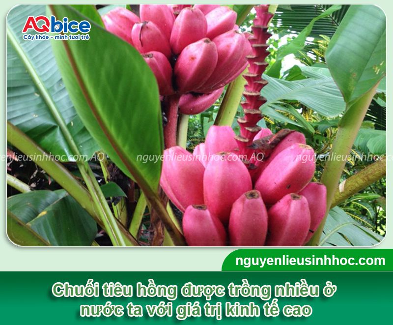 Cách trồng chuối tiêu hồng cho buồng đẹp, quả to bán Tết