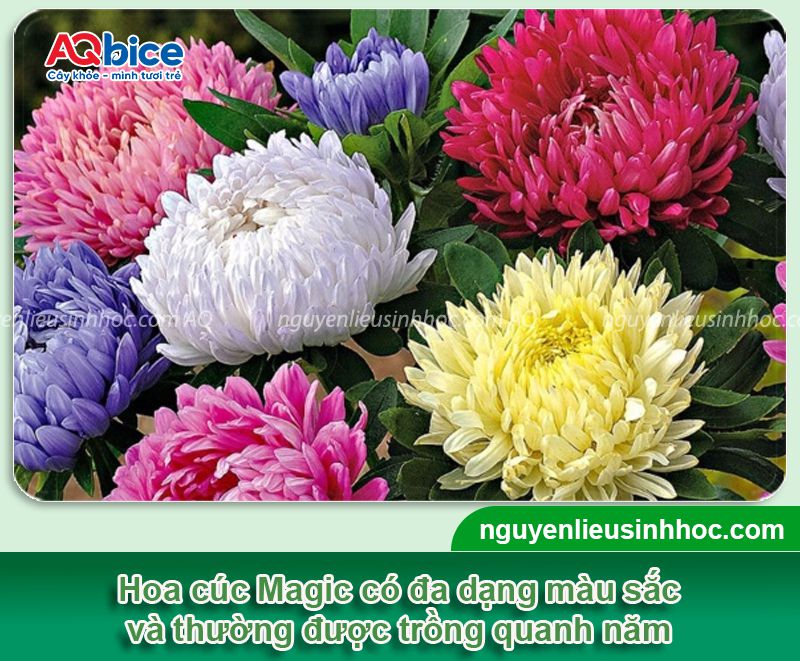 Cách trồng cúc Magic và chăm hoa nở rực rỡ đón Tết