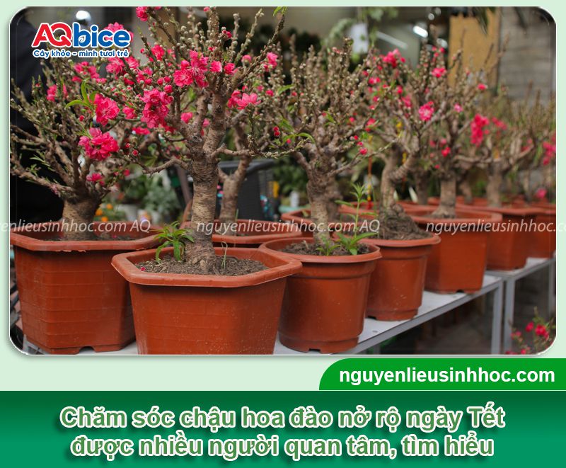 Cách trồng đào trong chậu chơi Tết 2026 nở hoa rực rỡ