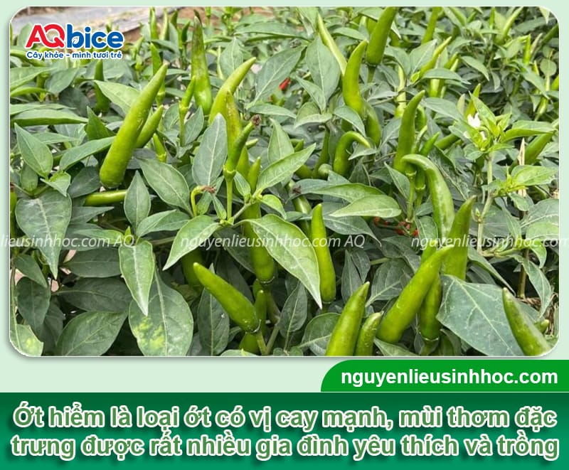 Cách trồng ớt hiểm xanh đúng kỹ thuật, trái ra quanh năm