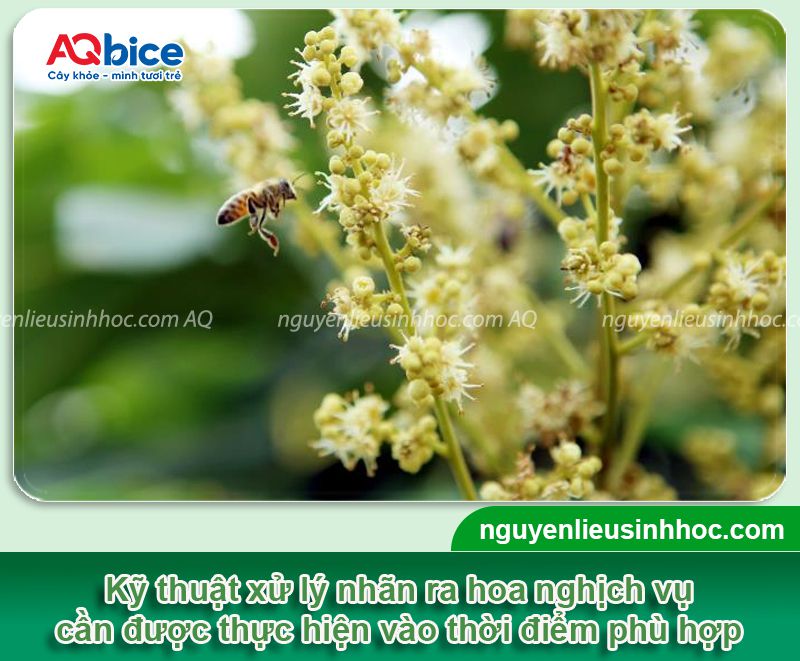 Cách xử lý nhãn ra hoa nghịch vụ đúng kỹ thuật, tăng tỷ lệ đậu trái