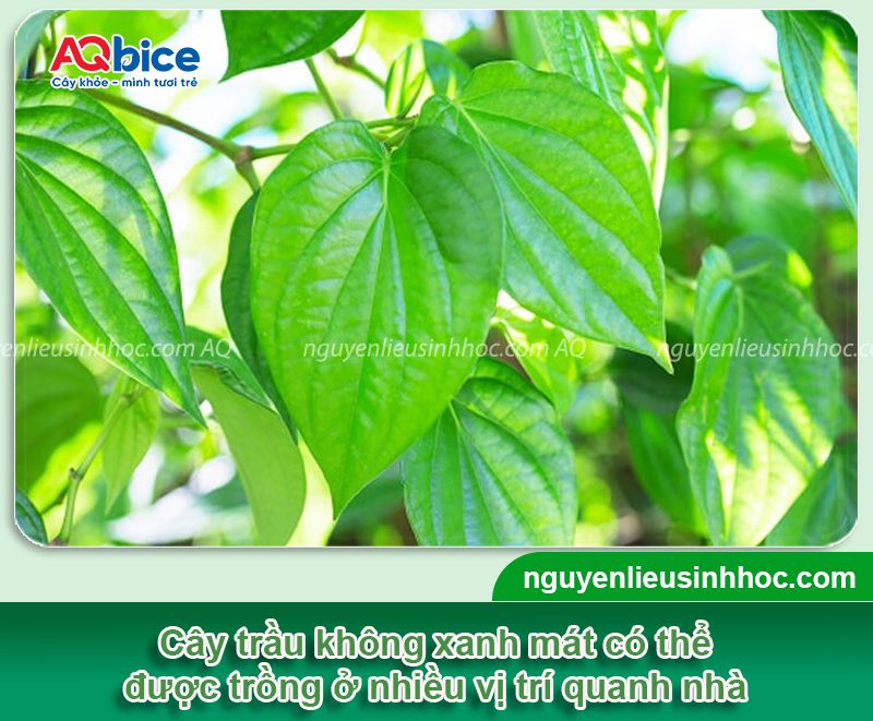 Có nên trồng cây trầu không trước nhà? Ý nghĩa phong thủy