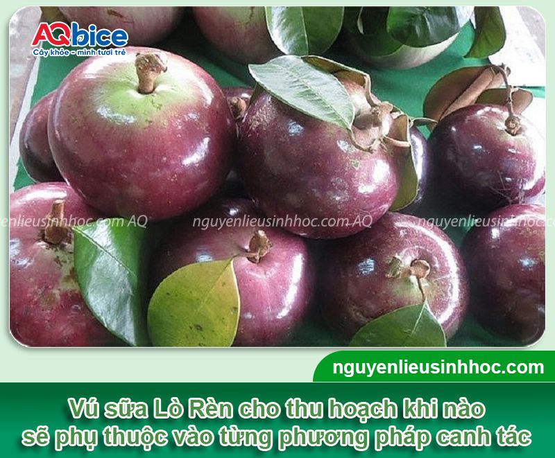 Vú sữa Lò Rèn trồng bao lâu có trái? Cách chăm trái ra nhiều