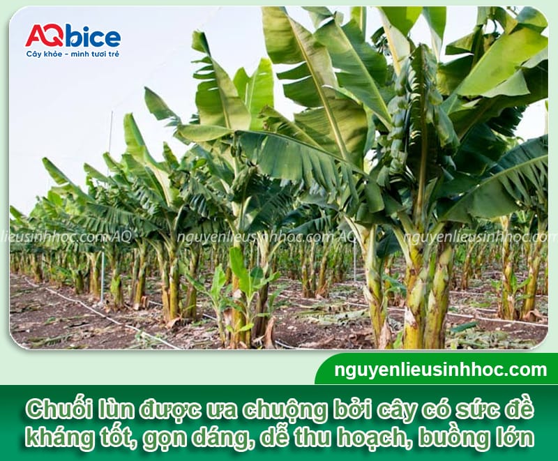 Kỹ thuật trồng chuối lùn cho năng suất cao và ít sâu bệnh