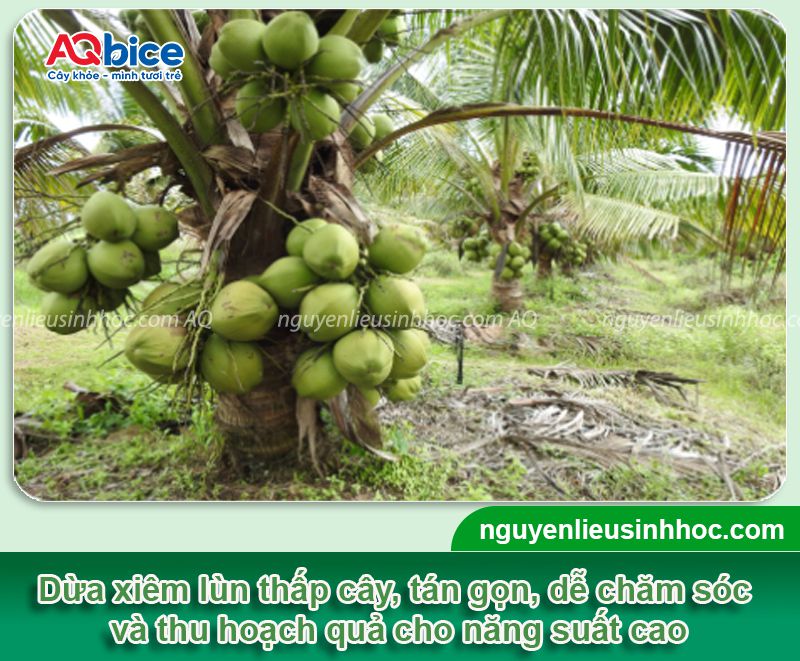 Kỹ thuật trồng dừa xiêm lùn và chăm sóc cây sai trĩu quả