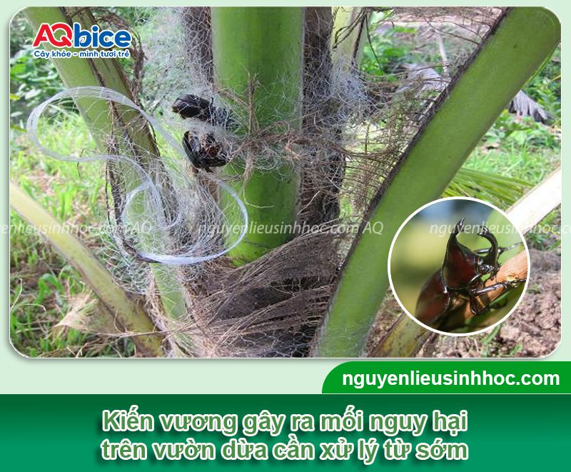 Top các cách diệt kiến vương hại dừa hiệu quả, an toàn