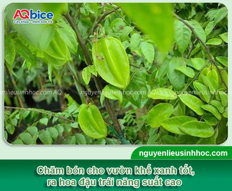 Hướng dẫn quy trình bón phân cho cây khế sai trĩu quả