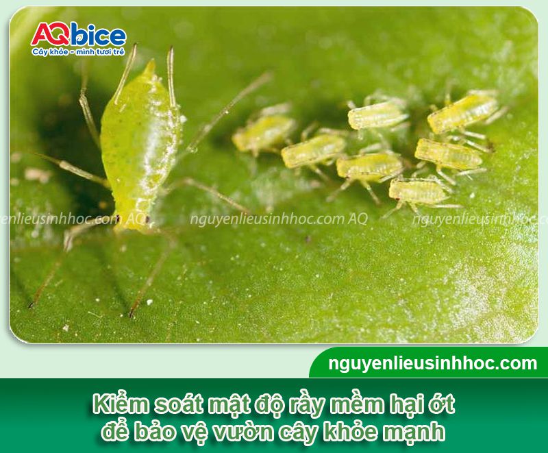 Rầy mềm hại ớt: Đặc điểm nhận biết, cách phòng trừ hiệu quả