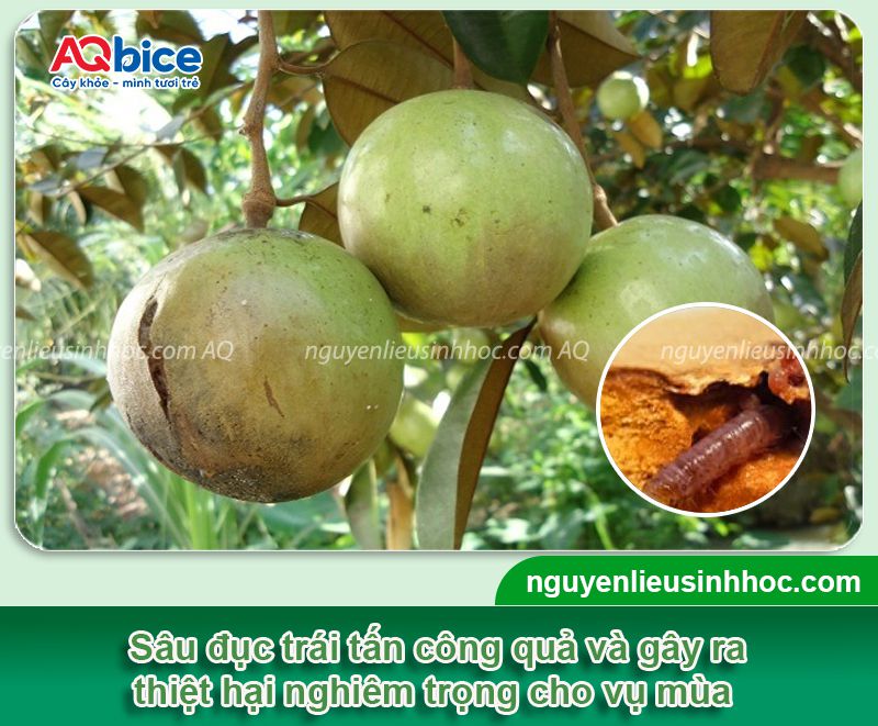 Sâu đục trái vú sữa: Dấu hiệu nhận biết, phòng trừ hiệu quả