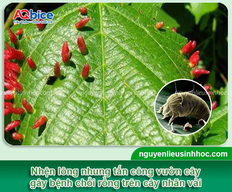 Thuốc đặc trị nhện lông nhung dứt điểm, hiệu quả tức khắc 1 Thuốc đặc trị nhện lông nhung sinh học an toàn Mebe Pa