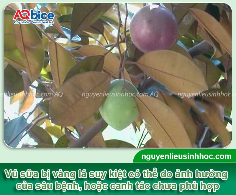 Nguyên nhân cây vú sữa bị vàng lá và Cách xử lý hiệu quả 1 Cây vú sữa bị vàng lá: Nguyên nhân, cách xử lý hiệu quả