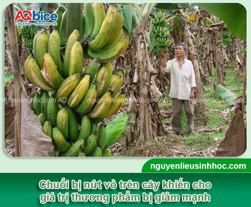 Chuối bị nứt trái: Nguyên nhân, cách khắc phục hiệu quả