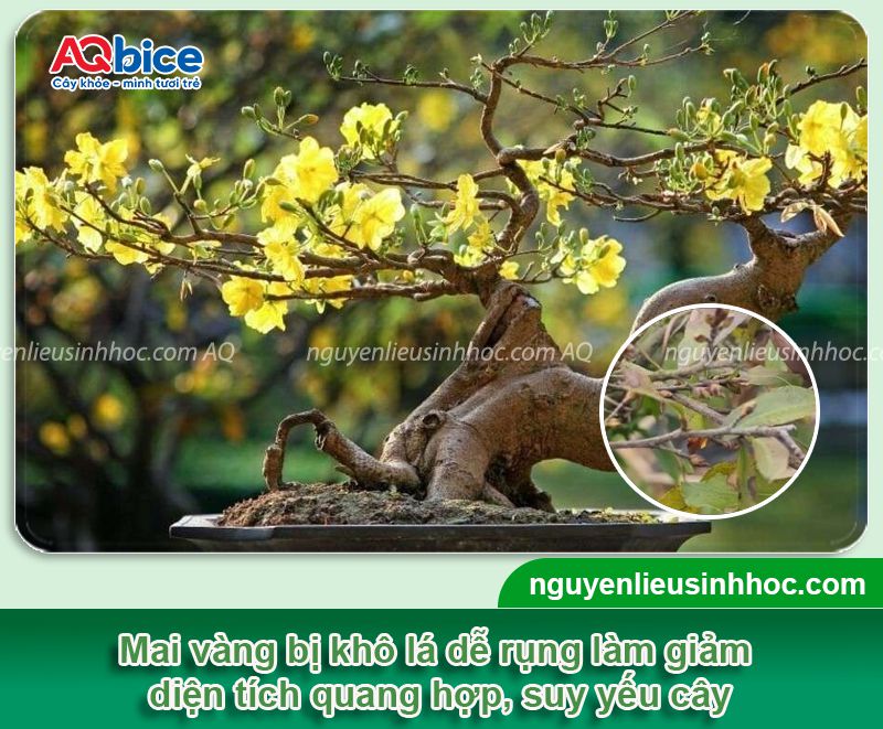 Lá mai bị khô giòn: Nguyên nhân, cách khắc phục hiệu quả