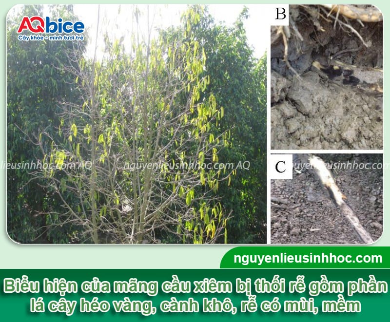 Nguyên nhân thối rễ mãng cầu xiêm và cách phòng trừ an toàn
