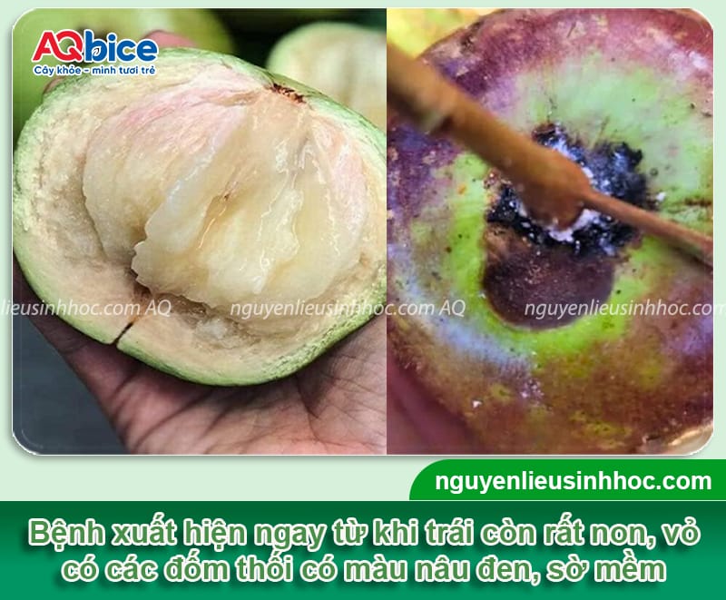 Nguyên nhân bệnh thối trái vú sữa và cách phòng trừ