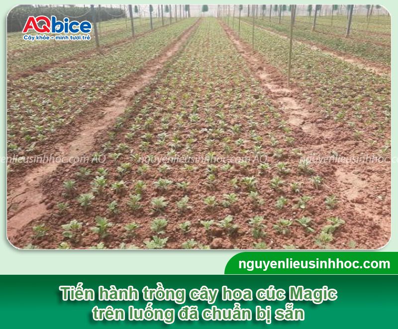 Cách trồng cúc Magic tại nhà và chăm hoa nở rực rỡ đón Tết 3 Cách trồng cúc Magic và chăm hoa nở rực rỡ đón Tết