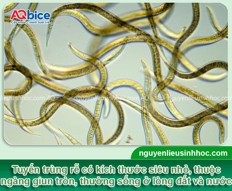 Nguyên nhân cây bị tuyến trùng và cách phòng trừ hiệu quả