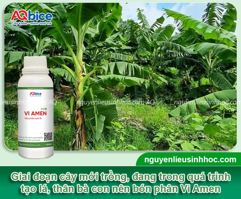 Hướng dẫn cách bón phân cho cây chuối theo từng giai đoạn