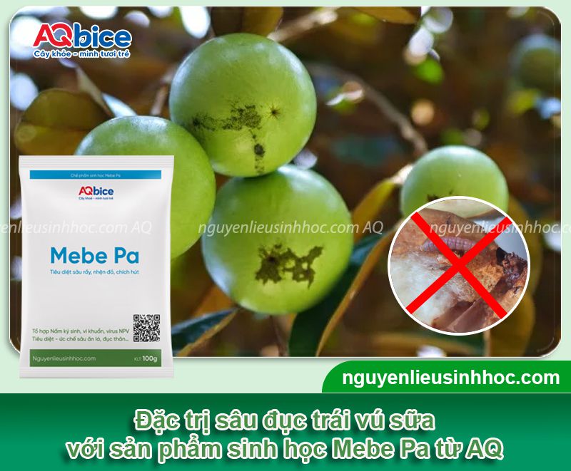 Sâu đục trái vú sữa: Dấu hiệu nhận biết, phòng trừ hiệu quả