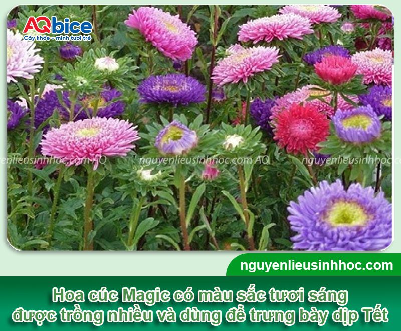 Cách trồng cúc Magic tại nhà và chăm hoa nở rực rỡ đón Tết 4 Cách trồng cúc Magic và chăm hoa nở rực rỡ đón Tết