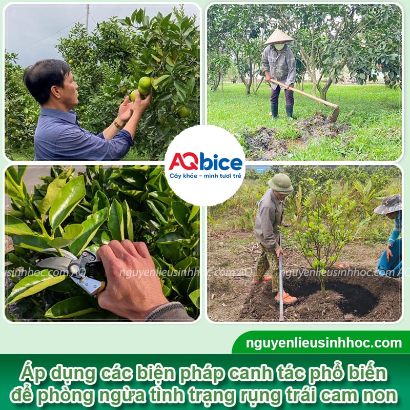 Cam bị rụng trái non: Nguyên nhân do đâu và cách khắc phục